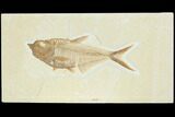Fossil Fish (Diplomystus) - Green River Formation #122734-1